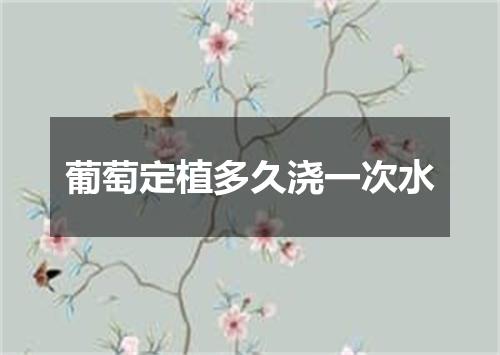 葡萄定植多久浇一次水