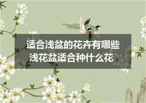 适合浅盆的花卉有哪些 浅花盆适合种什么花