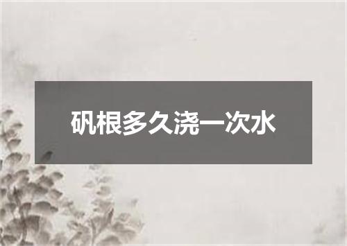 矾根多久浇一次水