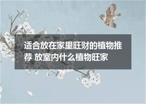 适合放在家里旺财的植物推荐 放室内什么植物旺家