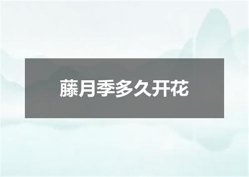 藤月季多久开花