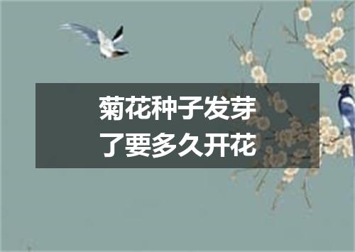 菊花种子发芽了要多久开花