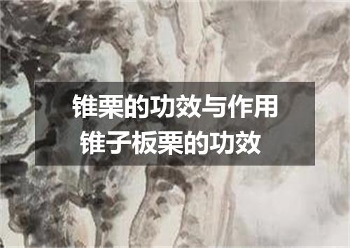 锥栗的功效与作用 锥子板栗的功效