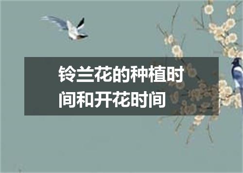 铃兰花的种植时间和开花时间