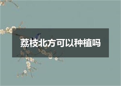 荔枝北方可以种植吗