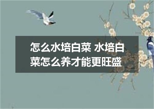 怎么水培白菜 水培白菜怎么养才能更旺盛