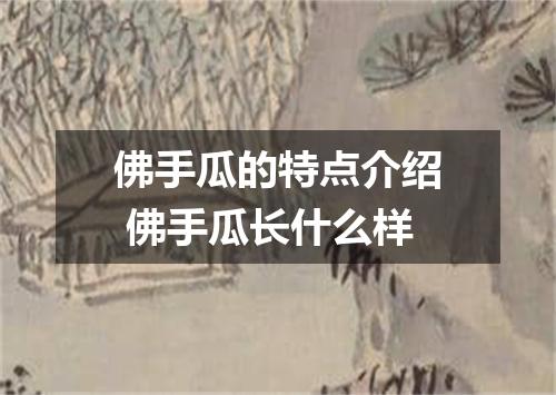 佛手瓜的特点介绍 佛手瓜长什么样