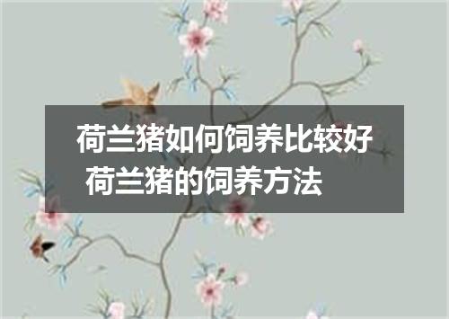 荷兰猪如何饲养比较好 荷兰猪的饲养方法