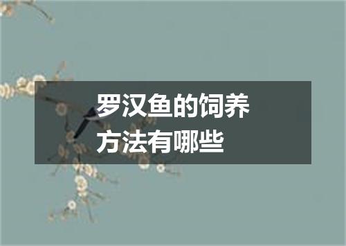 罗汉鱼的饲养方法有哪些