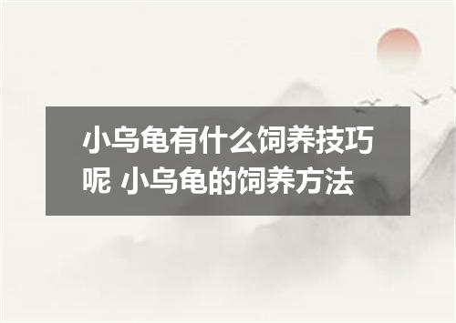 小乌龟有什么饲养技巧呢 小乌龟的饲养方法
