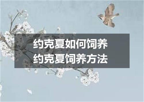 约克夏如何饲养 约克夏饲养方法