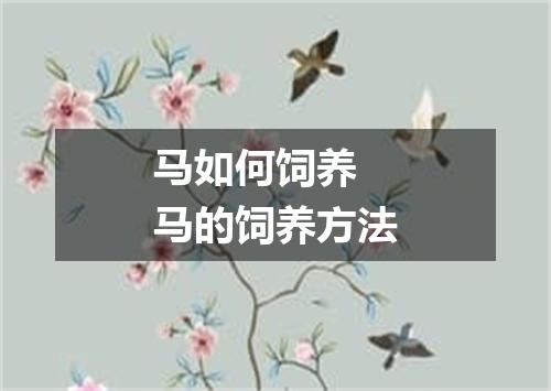 马如何饲养 马的饲养方法