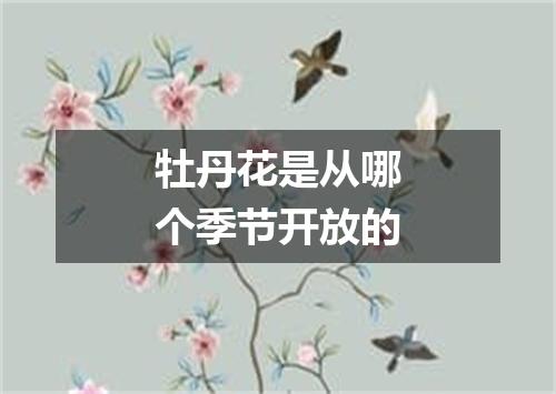 牡丹花是从哪个季节开放的