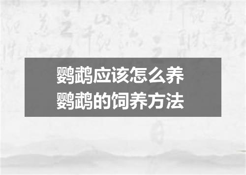 鹦鹉应该怎么养 鹦鹉的饲养方法