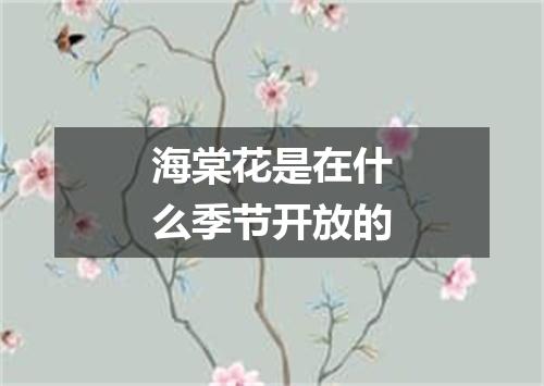 海棠花是在什么季节开放的