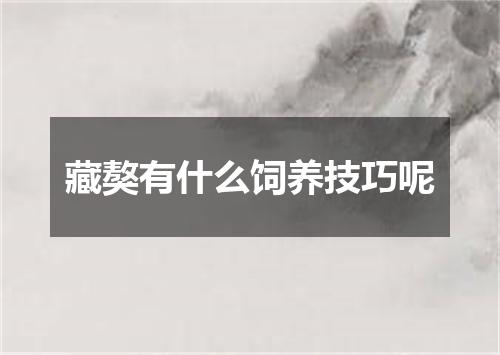 藏獒有什么饲养技巧呢
