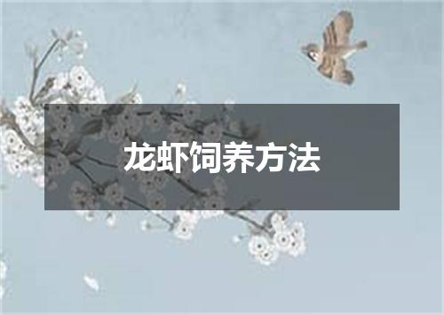 龙虾饲养方法