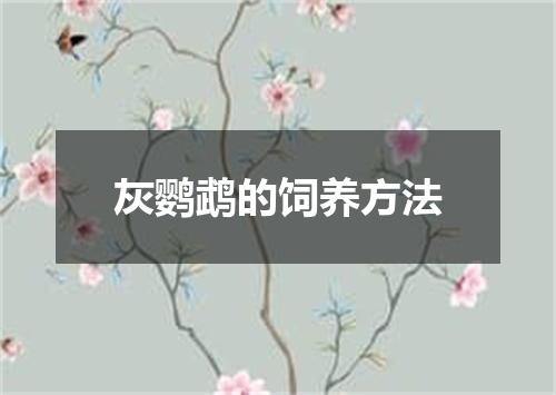 灰鹦鹉的饲养方法