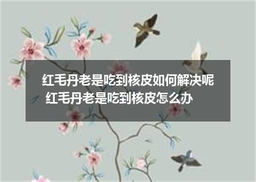 红毛丹老是吃到核皮如何解决呢 红毛丹老是吃到核皮怎么办