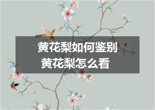 黄花梨如何鉴别 黄花梨怎么看