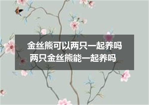 金丝熊可以两只一起养吗 两只金丝熊能一起养吗