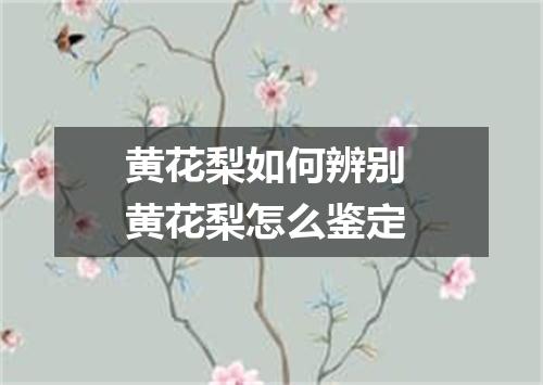黄花梨如何辨别 黄花梨怎么鉴定