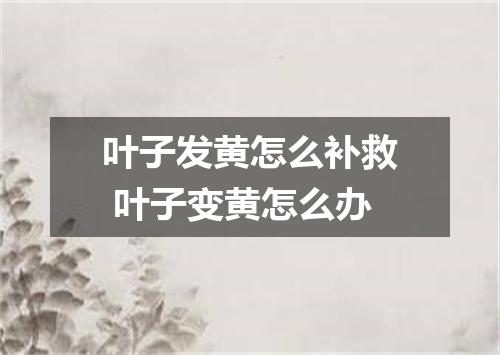 叶子发黄怎么补救 叶子变黄怎么办