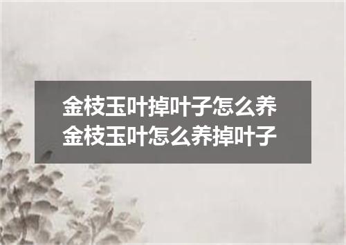 金枝玉叶掉叶子怎么养 金枝玉叶怎么养掉叶子