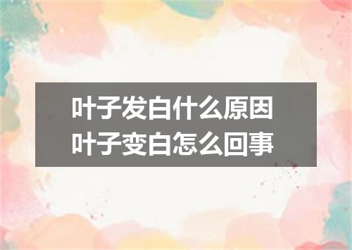 叶子发白什么原因 叶子变白怎么回事