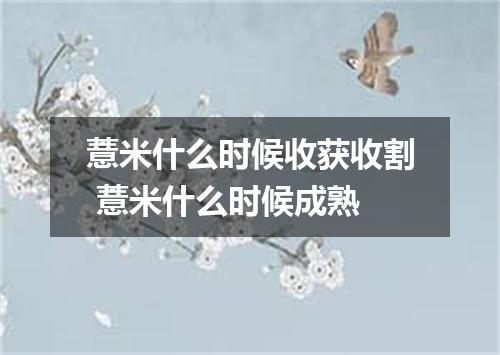 薏米什么时候收获收割 薏米什么时候成熟