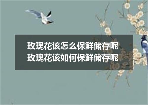 玫瑰花该怎么保鲜储存呢 玫瑰花该如何保鲜储存呢