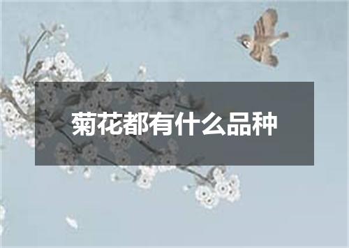 菊花都有什么品种