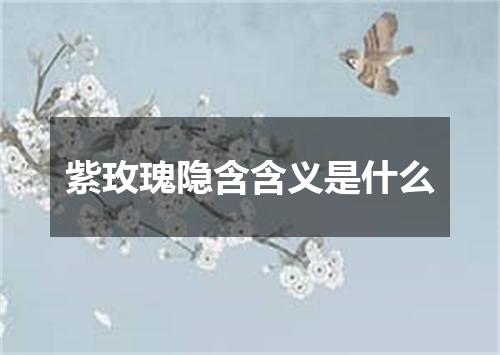 紫玫瑰隐含含义是什么