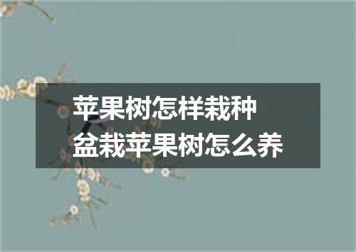 苹果树怎样栽种 盆栽苹果树怎么养