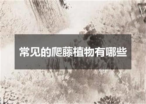 常见的爬藤植物有哪些