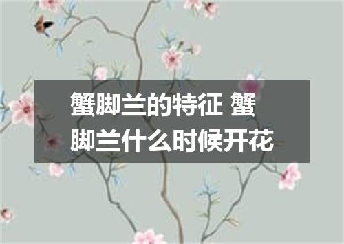 蟹脚兰的特征 蟹脚兰什么时候开花