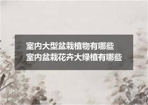室内大型盆栽植物有哪些 室内盆栽花卉大绿植有哪些