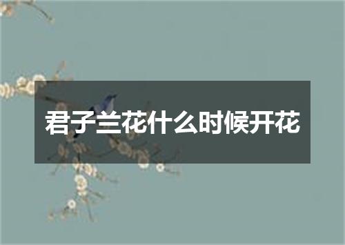 君子兰花什么时候开花