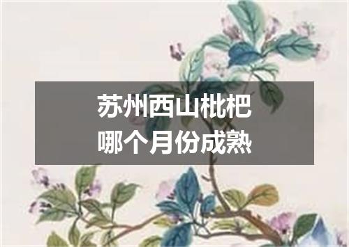 苏州西山枇杷哪个月份成熟