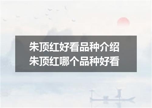 朱顶红好看品种介绍 朱顶红哪个品种好看
