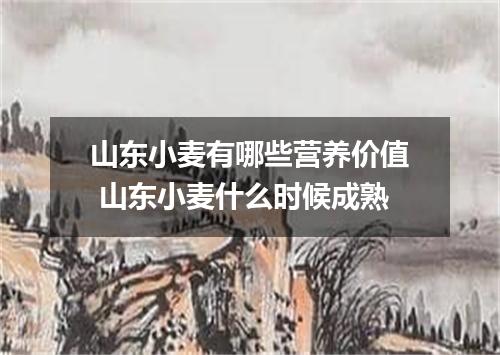 山东小麦有哪些营养价值 山东小麦什么时候成熟