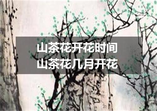 山茶花开花时间 山茶花几月开花