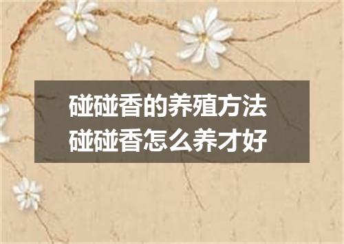 碰碰香的养殖方法 碰碰香怎么养才好