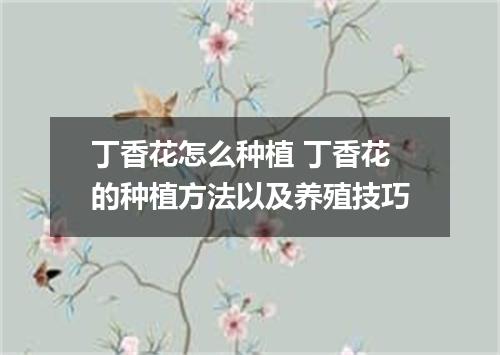 丁香花怎么种植 丁香花的种植方法以及养殖技巧