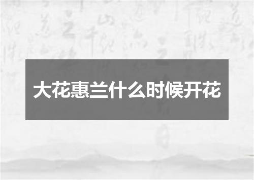 大花惠兰什么时候开花