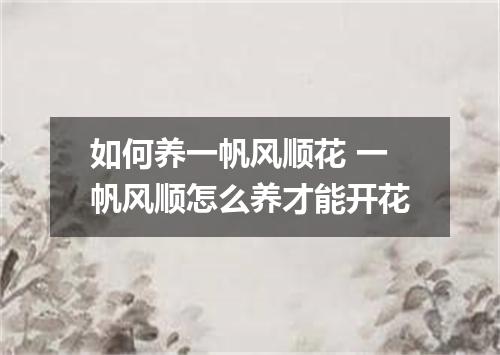 如何养一帆风顺花 一帆风顺怎么养才能开花