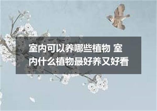 室内可以养哪些植物 室内什么植物最好养又好看