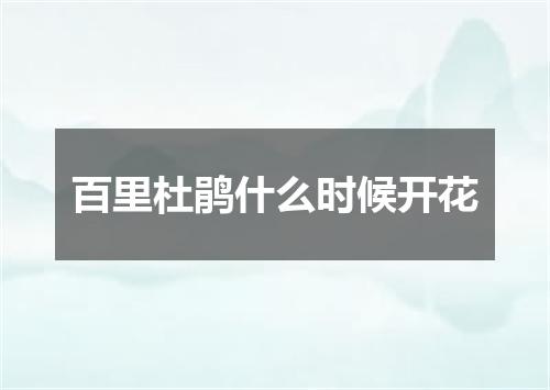 百里杜鹃什么时候开花