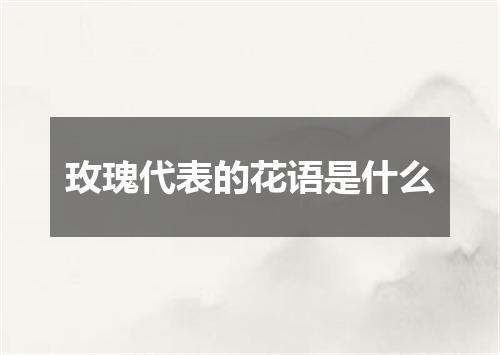 玫瑰代表的花语是什么