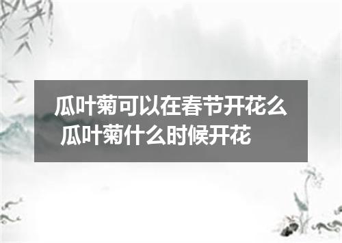 瓜叶菊可以在春节开花么 瓜叶菊什么时候开花